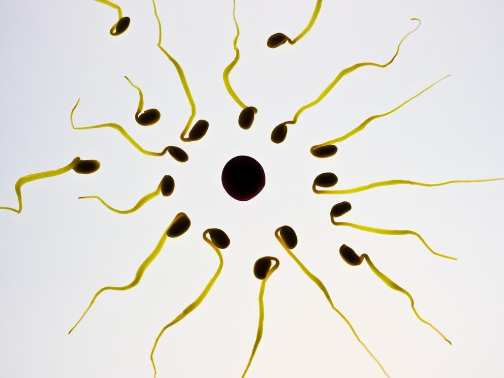 sperm, egg cell, fertilization, sex cell, winner, competition, ovule, the best, front runner, sperm cell, seeds, first, sperm, sperm, sperm, sperm, sperm