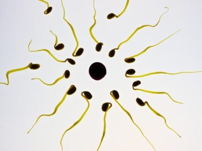 sperm, egg cell, fertilization, sex cell, winner, competition, ovule, the best, front runner, sperm cell, seeds, first, sperm, sperm, sperm, sperm, sperm