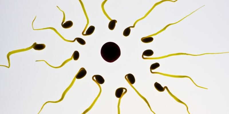 Medical Fertility Specialists