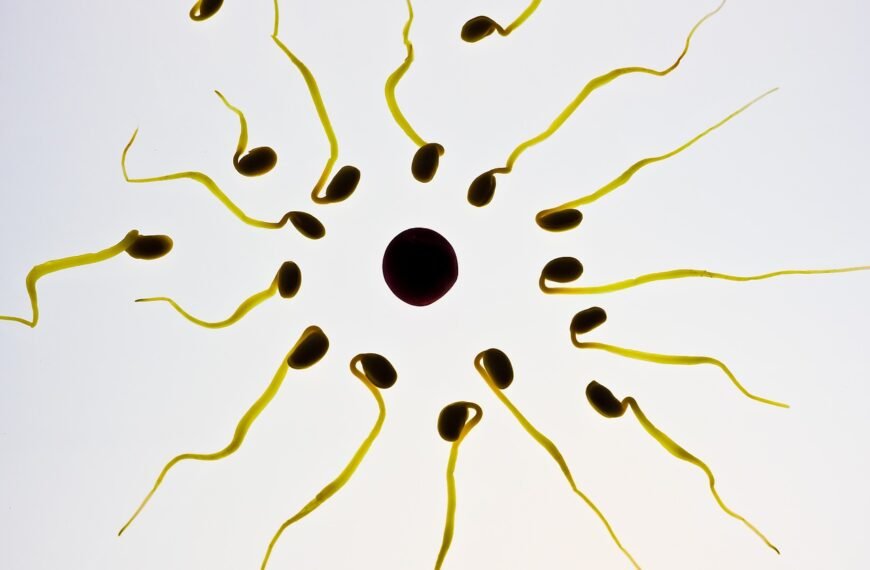 sperm, egg cell, fertilization, sex cell, winner, competition, ovule, the best, front runner, sperm cell, seeds, first, sperm, sperm, sperm, sperm, sperm